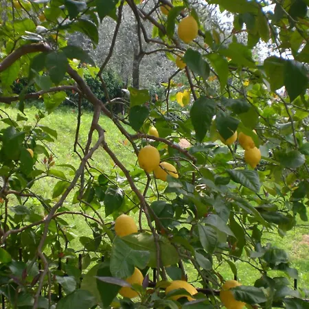 Lejlighed New Piccolo